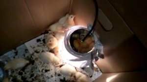 Обогрев и освещение брудера для цыплят