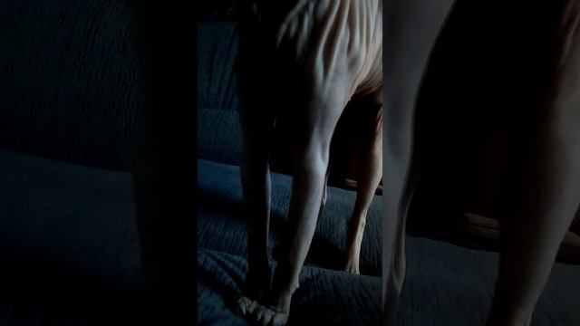 Мой сфинкс Джося на камере 1 минуту