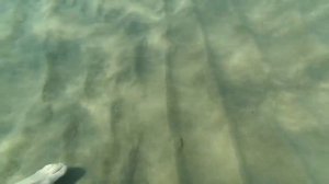 Обитатели Средиземного моря.