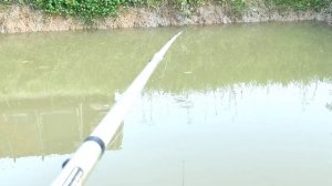 Рыбалка на карася. Огромные караси в маленьком пруду.  Пруд на своём участке.