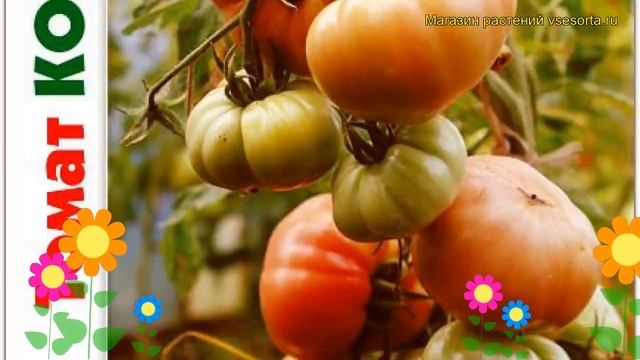 Томат Колыван F1. Краткий обзор, описание характеристик solanum lycopersicum Kolyvan F1 смотреть онлайн