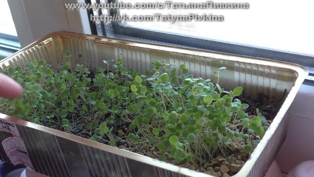 Львиный зев (ч.2) обзор всходов, 26.03.2016 г. смотреть онлайн