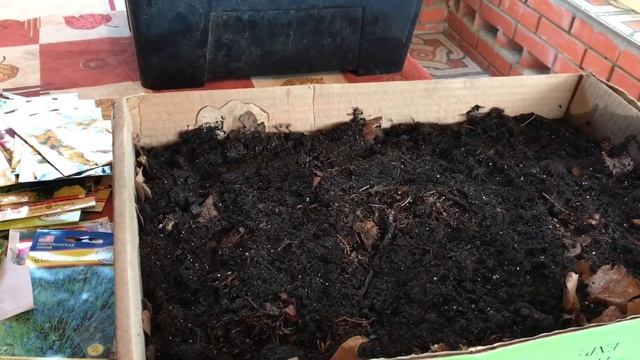 Выращивание рассады георгины , флоксы , рудбекию , хризантемы, капусту смотреть онлайн