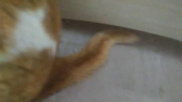 Поздравляю кошку Милку с 8 марта. смотреть онлайн