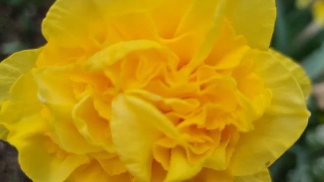 Dick Wilden Daffodils смотреть онлайн