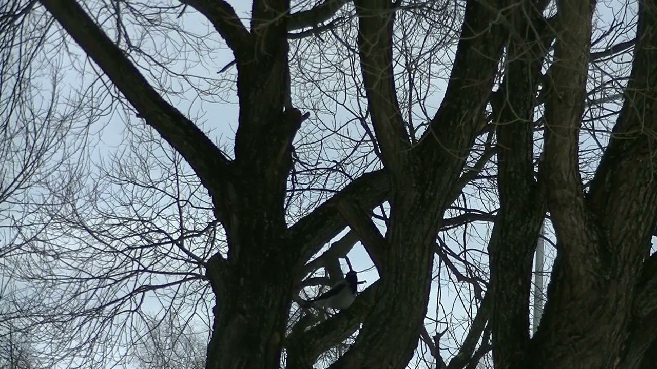 Учимся наблюдать за птицами. Школа ветврача орнитолога Чугуевского . 11.03.2024 смотреть онлайн