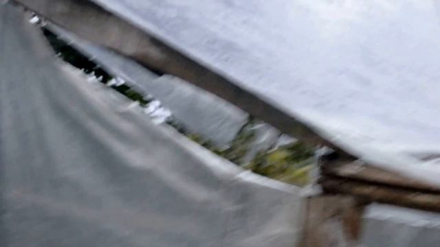 Осеннее выращивание огурцов в закрытом грунте.Огурцы сорт "Маша F1" и "Лялюк", первый опыт. смотреть онлайн