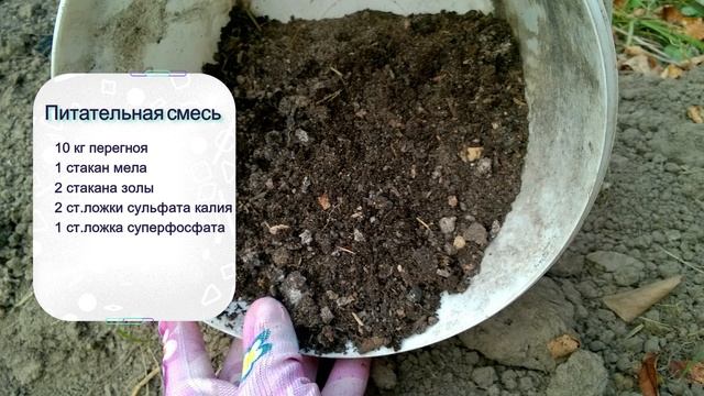 Озимый чеснок. Все тонкости правильной посадки озимого чеснока смотреть онлайн