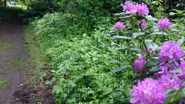 Spring Walk Temple Newsam смотреть онлайн