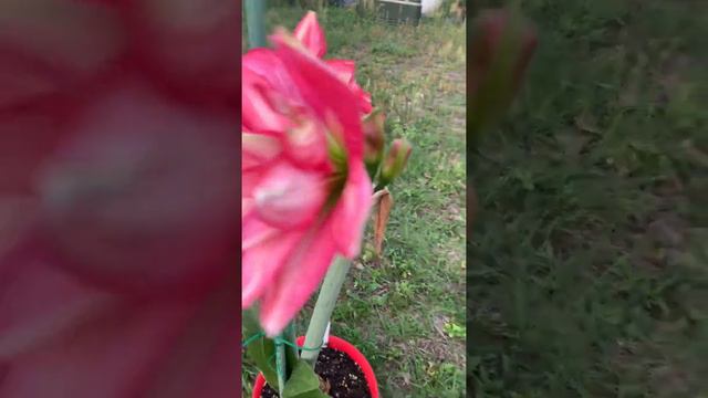 Maguire Chrissy Amaryllis Hippeastrum смотреть онлайн