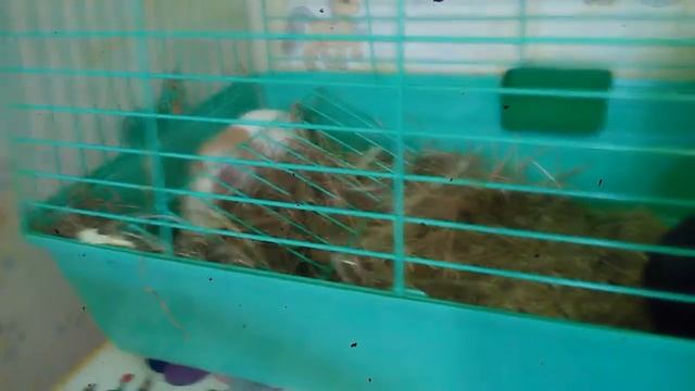 Рацион морской свинки зимой . Капуста для парней .