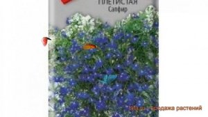 Лобелия плетистая Сапфир (sapfir) ? лобелия Сапфир обзор: как сажать семена лобелии Сапфир