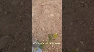 ?Пересадка жасмина (описание под видео)⬇️