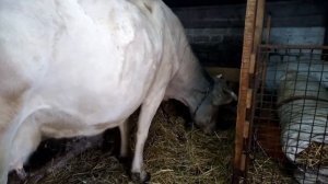 Горечь в молоке у стельной коровы// Что делать с таким молоком?