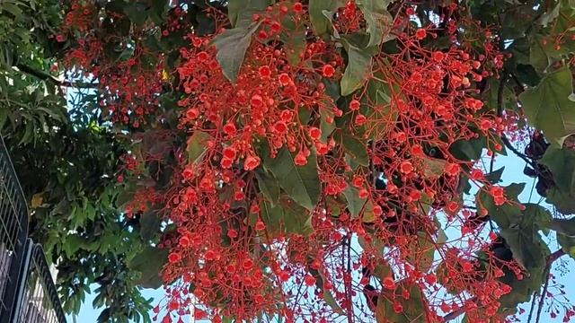 Брахихитон кленолистный. Городская флора Израиля. Israel street trees смотреть онлайн