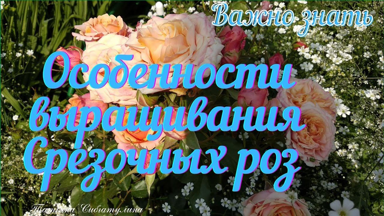 Срезочные розы Формула успеха смотреть онлайн