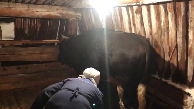 В якутском селе коров научили "ходить на горшок" смотреть онлайн