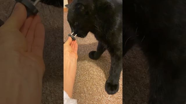 Луна и домашние дела. Luna's Home Life смотреть онлайн