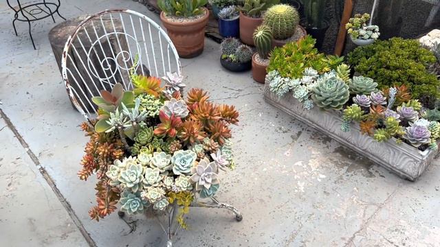 Suculentas com podridão, lagartas no caule e folhas caindo 😔 a verdade que não te contaram … смотреть онлайн