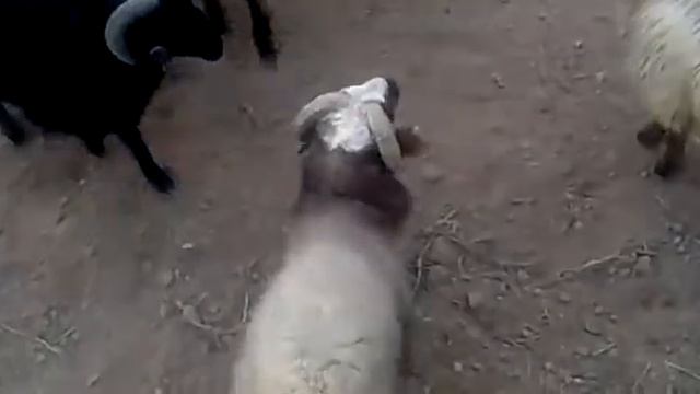 Самый лучший интересные видео 04.03.2020 Дикая Природа смотреть онлайн