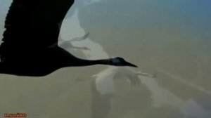 КРАСИВАЯ ПЕСНЯ  . ПОЕТ ЧЕРИМ НАХУШЕВ. КАЛИНА КРАСНАЯ.