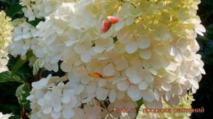 Гортензия метельчатая Кэндэлайт (candlelight) ? обзор: как сажать, саженцы гортензии Кэндэлайт
