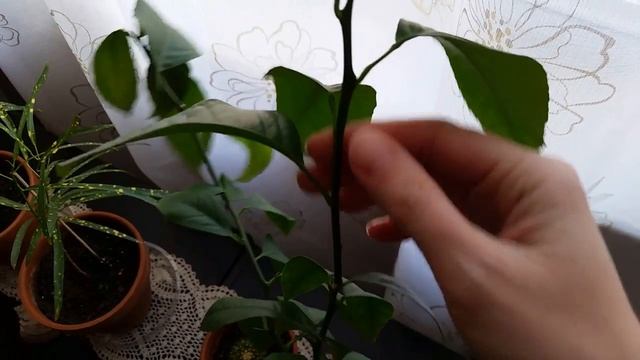 Обрезка лимона Мейера / Pruning the branches of Meyer lemon tree смотреть онлайн
