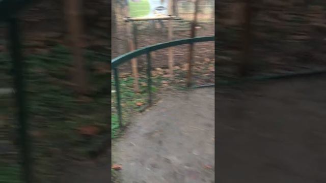 сафари парк краснодар смотреть онлайн