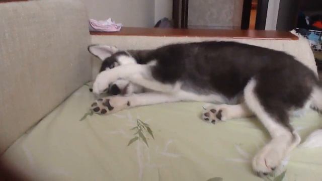 Моя любимая собака хаски смотреть онлайн