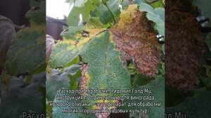 Ридомил Голд МЦ: инструкция по применению для винограда