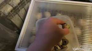 ВЫВОД ИНДЮШАТ И ЦЫПЛЯТ в ИНКУБАТОРЕ #инкубация #индюшиных #яиц