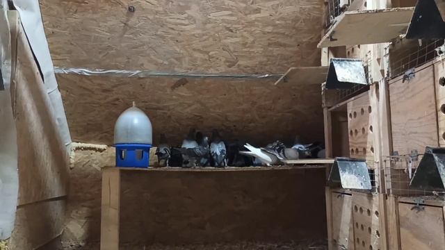 Типплеры 04.06.2023г. смотреть онлайн