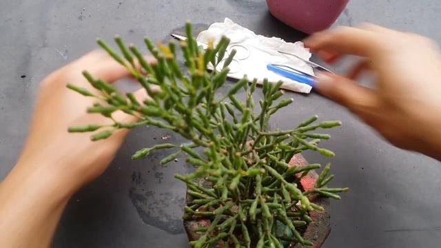 || DANCING BONES CACTUS RHIPSALIS ( HATIORA ) SALICORNIODIES ) || смотреть онлайн