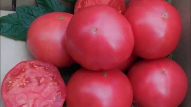 Томат «Китайский розовый» -характеристика томата смотреть онлайн