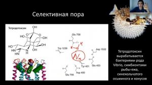 Нейробиология. Лекция 10. Потенциал действия