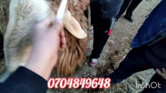 АРАШАН ПОРОДА КОЧКОР САТЫЛАТ БААСЫ 130 МИН СОМ смотреть онлайн