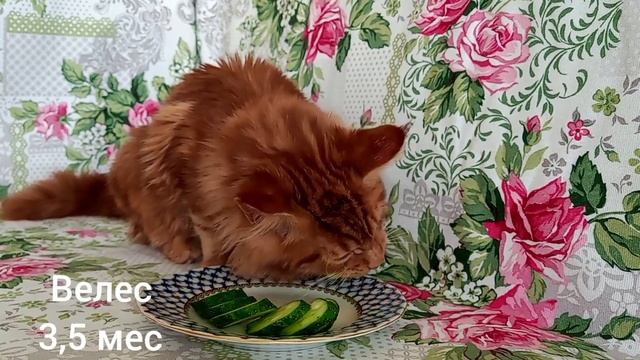 Мейн Кун красный Велес. из Питомника красных Мейн Кунов Редкунперм