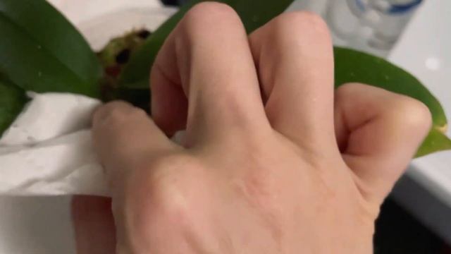 Быстрая и простая профилактика от вредителей ?️ и мой опыт в борьбе с красным клещом на орхидеях смотреть онлайн