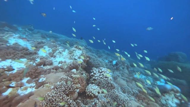 Океан жизни. смотреть онлайн