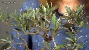 Бонсай из оливы (ч.3).