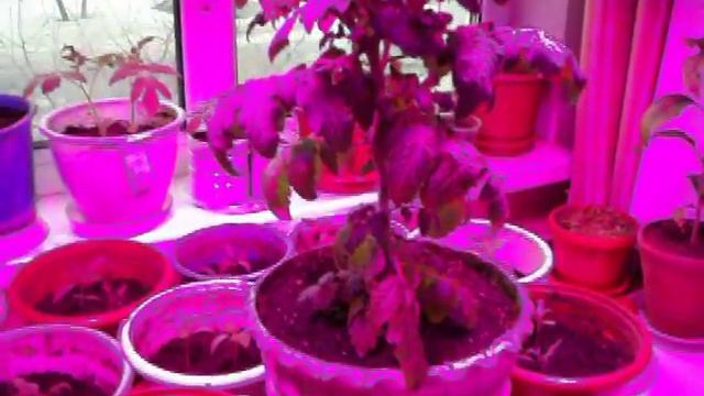 Томаты на двух корнях. Начало эксперимента смотреть онлайн