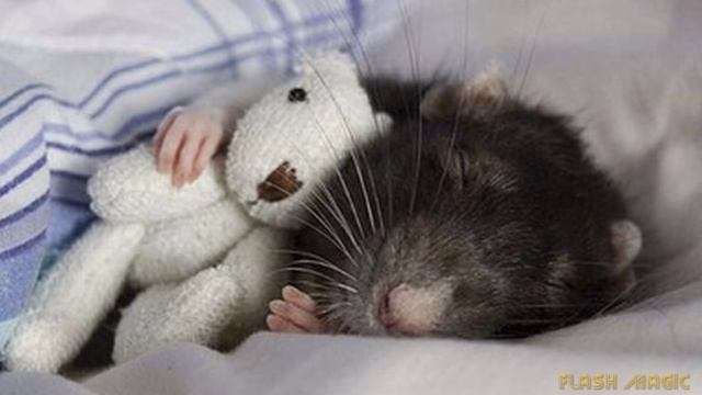 Сладких снов смотреть онлайн