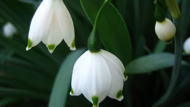 Пройдя всю жизнь дорогой ложной- Группa Радость смотреть онлайн