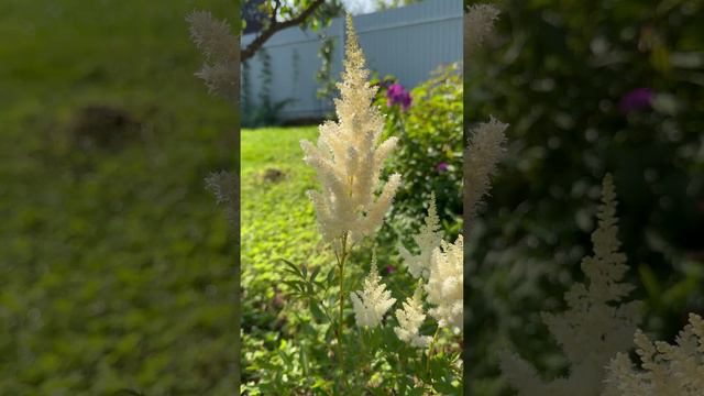 Астильба Арендса "Weisse Gloria" #shorts смотреть онлайн