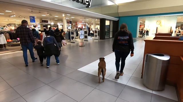 GERMAN SHEPHERD/PIT MIX/DOG TRAINING смотреть онлайн