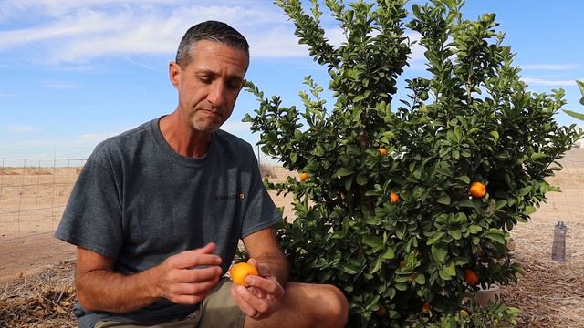 Fukushu Kumquat | The Sweetest Variety смотреть онлайн