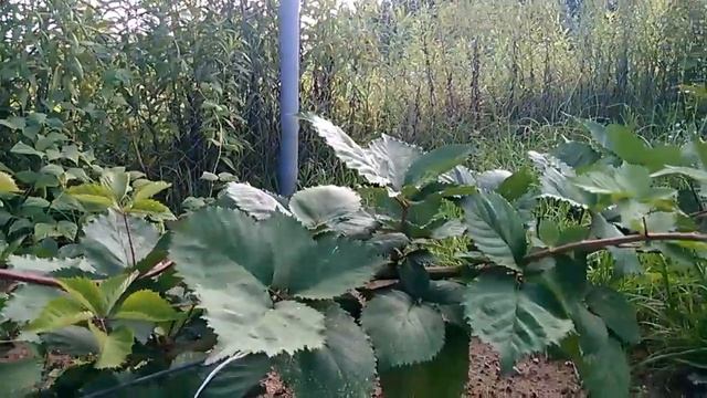 Ежевика, сорт Трипл Краун. Зреет ягодка. 22.08.17. смотреть онлайн