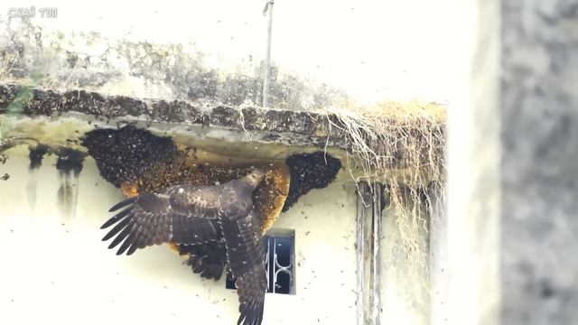 Животные в свободной природе 