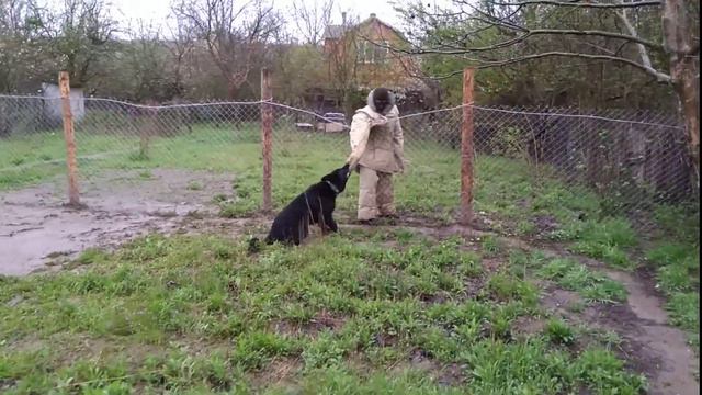 Охрана немецкая овчарка 10мес Зиггер! смотреть онлайн