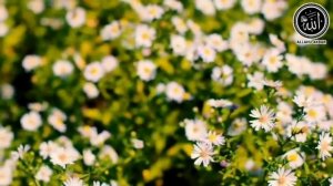 Коран для успокоения Души.Красивое чтение Корана...